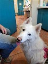 adoptable Dog in tucson, AZ named Yuki