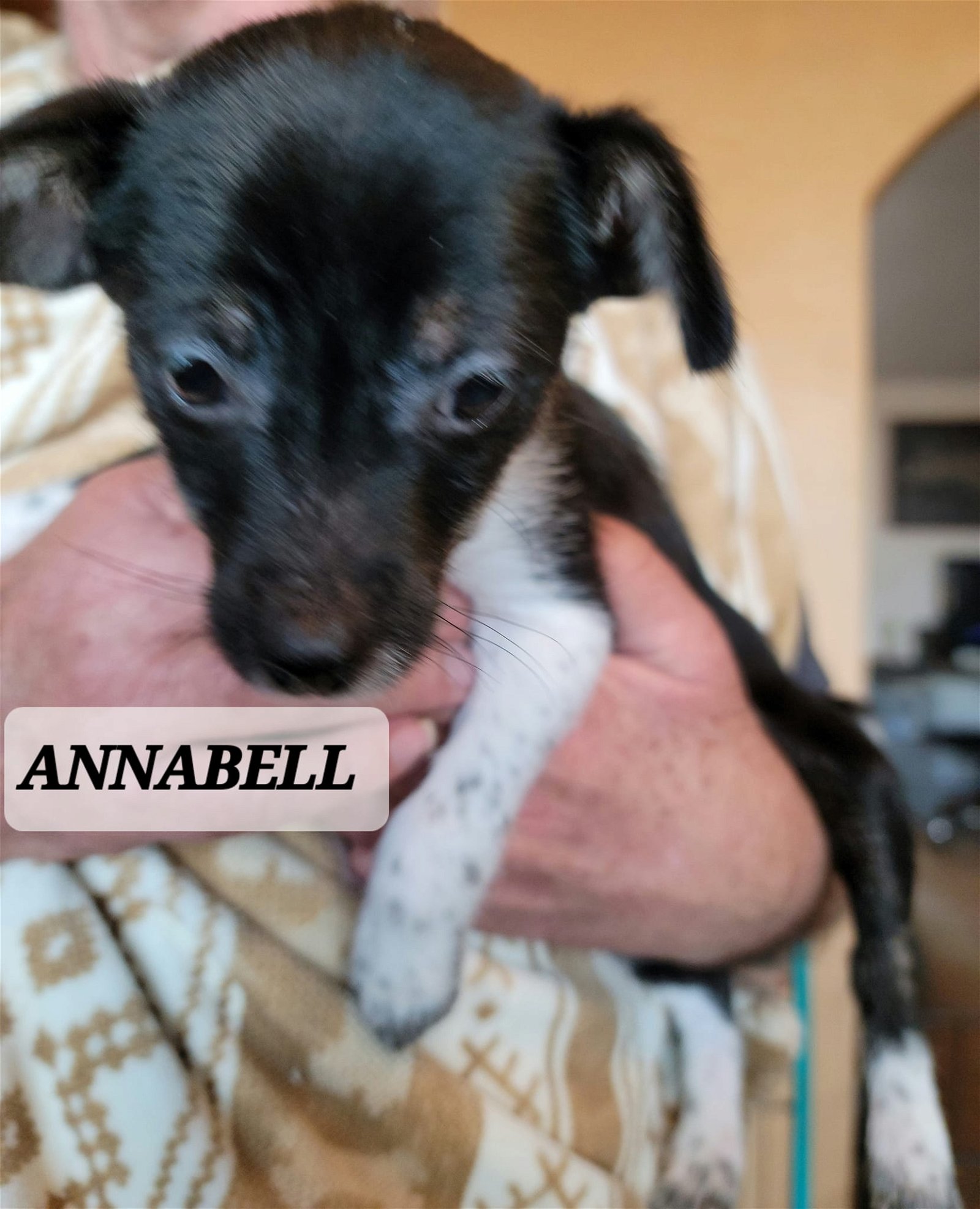 adoptable Dog in Tucson, AZ named Annabell