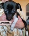adoptable Dog in  named Annabell