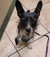 Darby - Photo 1