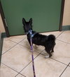 Darby - Photo 4