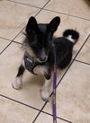 Darby - Photo 2