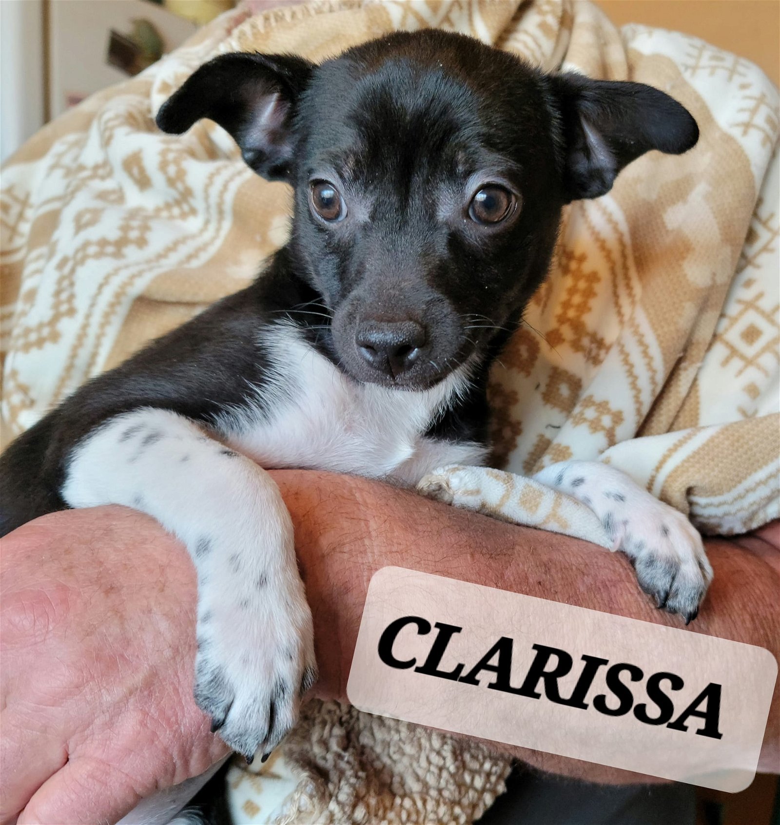 adoptable Dog in Tucson, AZ named Clarrisa