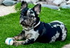 Diesel