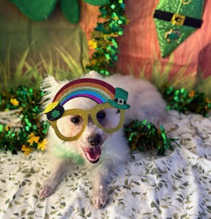 Bichon Frise
