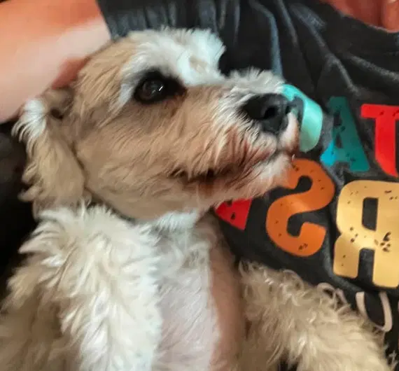 Jax image 2