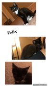 adoptable Cat in  named Felix