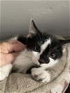 adoptable Cat in  named Reid