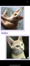 adoptable Cat in  named Haku