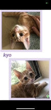 adoptable Cat in  named Kyo