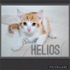 adoptable Cat in  named Helios
