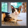 adoptable Cat in louisville, KY named Momma Athena