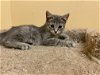 adoptable Cat in louisville, KY named Gloria