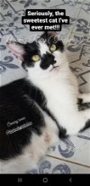 adoptable Cat in louisville, KY named Petunia