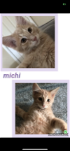 adoptable Cat in loui, KY named Michi
