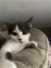 adoptable Cat in loui, KY named Rawlings