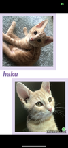 adoptable Cat in , KY named Haku