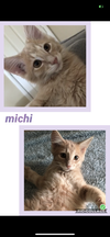 adoptable Cat in , KY named Michi