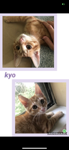 adoptable Cat in , KY named Kyo