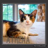 adoptable Cat in , KY named Momma Athena