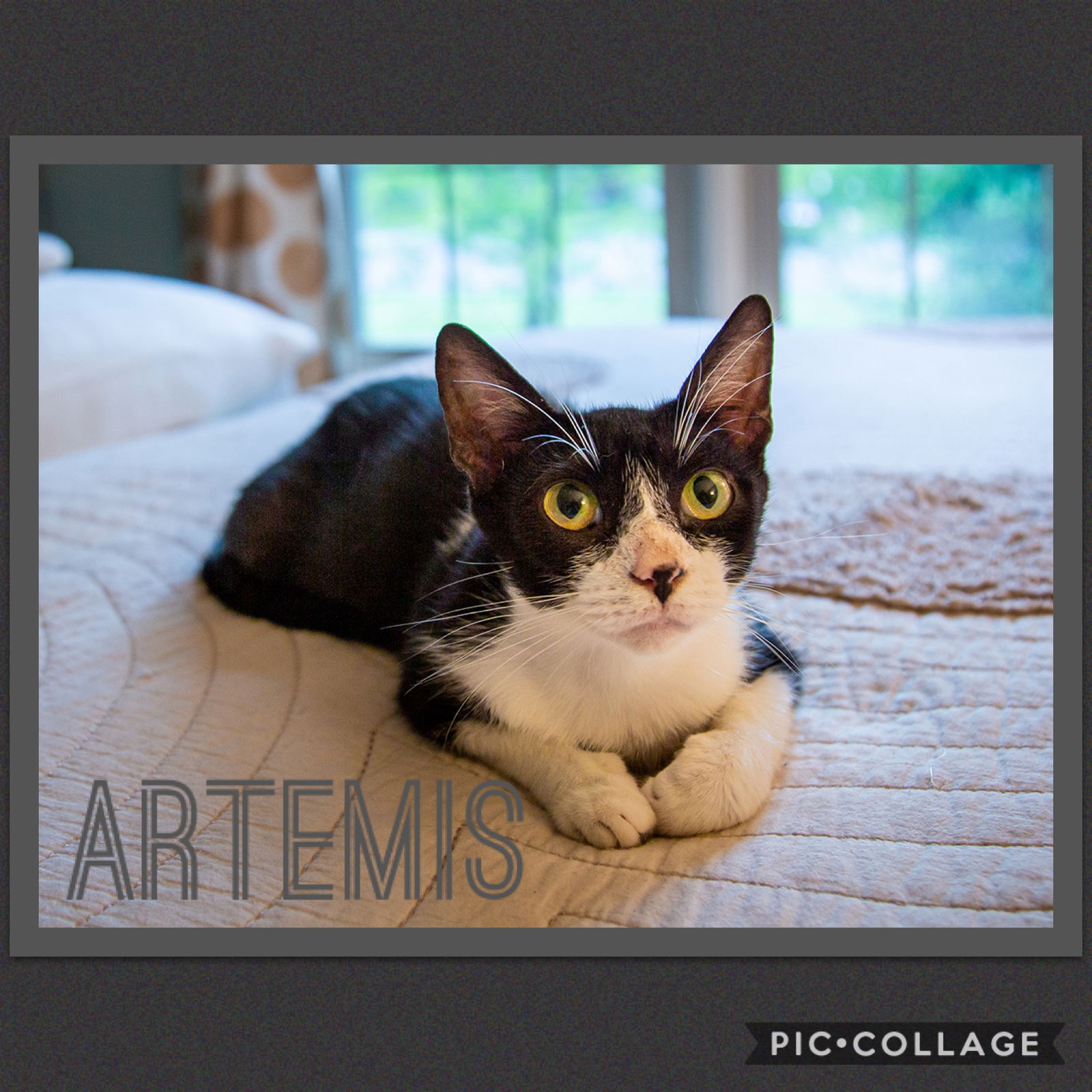 adoptable Cat in Louisville, KY named Artemis