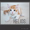 adoptable Cat in , KY named Helios