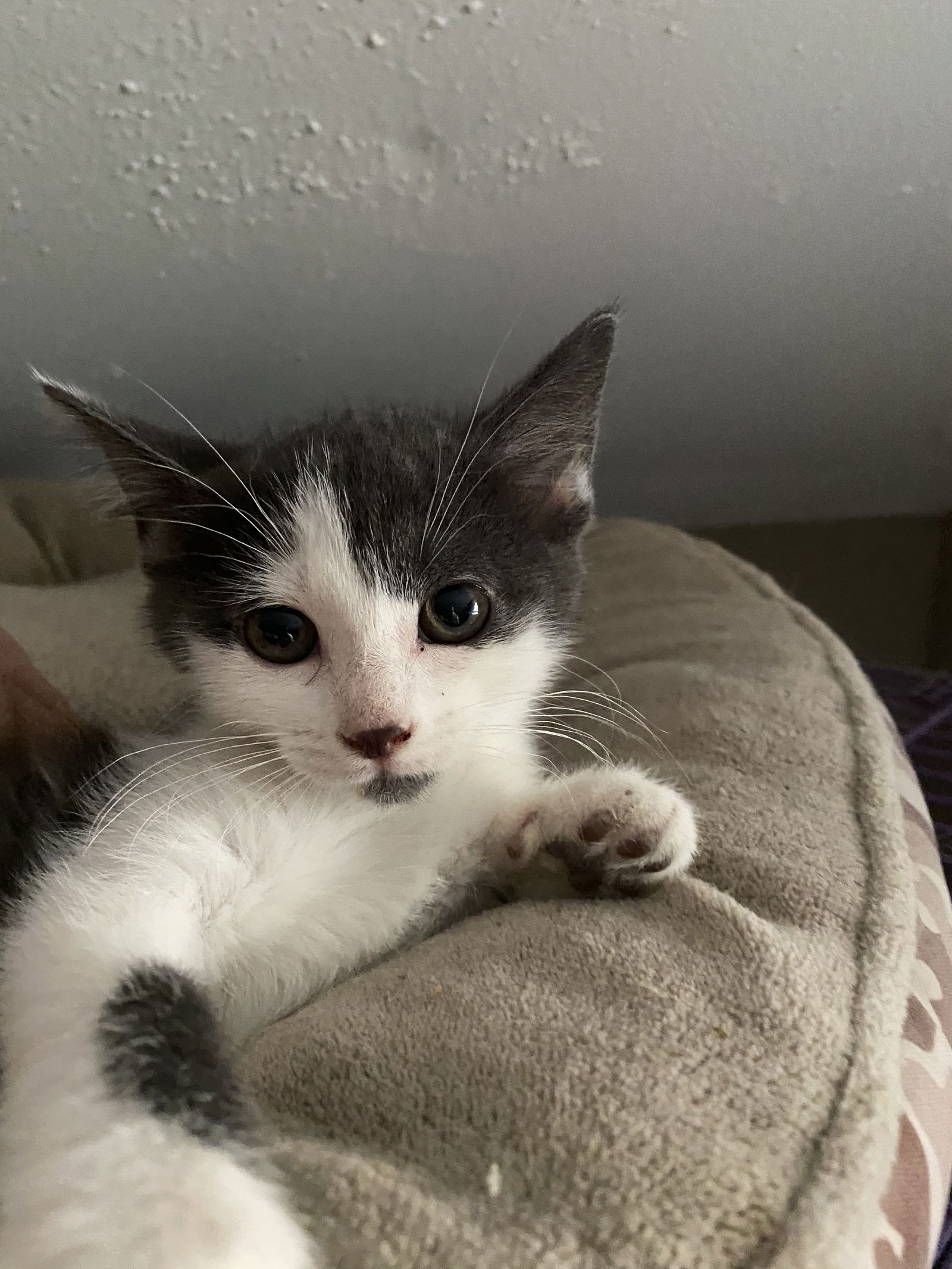 adoptable Cat in Louisville, KY named Rawlings