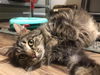 adoptable Cat in , KY named Jolene