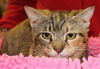 adoptable Cat in , KY named Liza