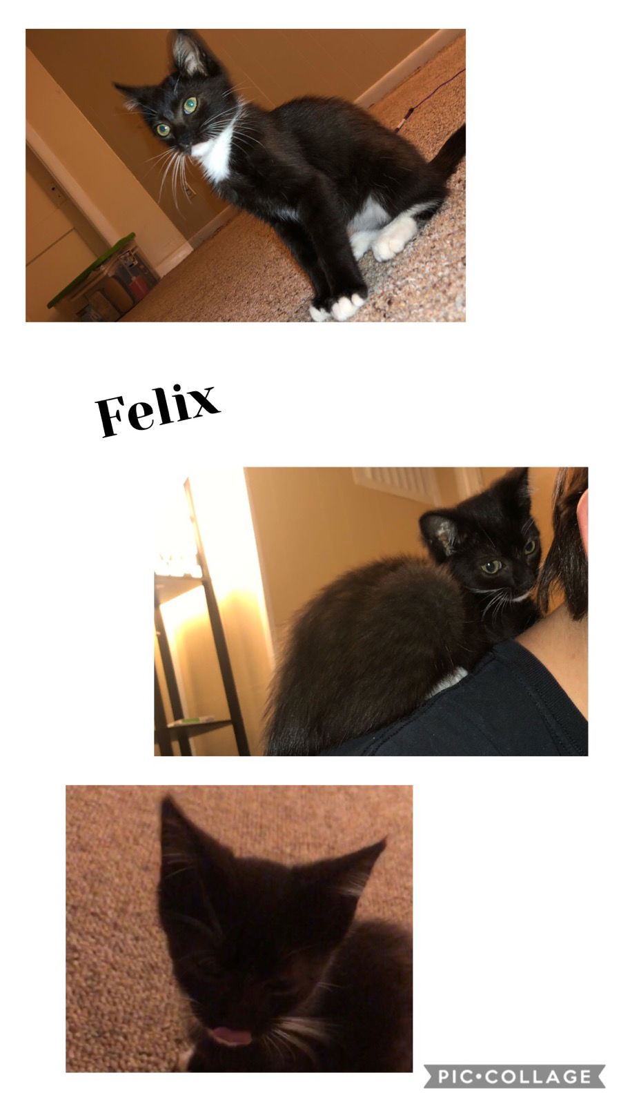 adoptable Cat in Louisville, KY named Felix