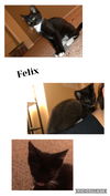 adoptable Cat in Louisville, KY named Felix