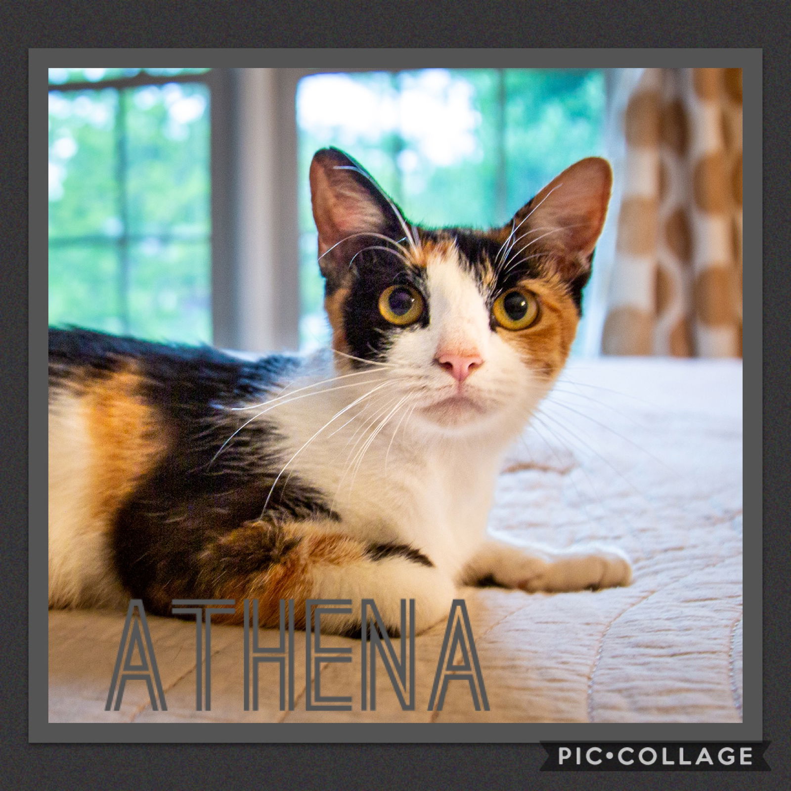 adoptable Cat in Louisville, KY named Momma Athena