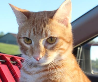 adoptable Cat in Louisville, KY named Tiberius