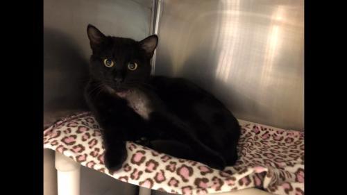 adoptable Cat in Louisville, KY named Luther