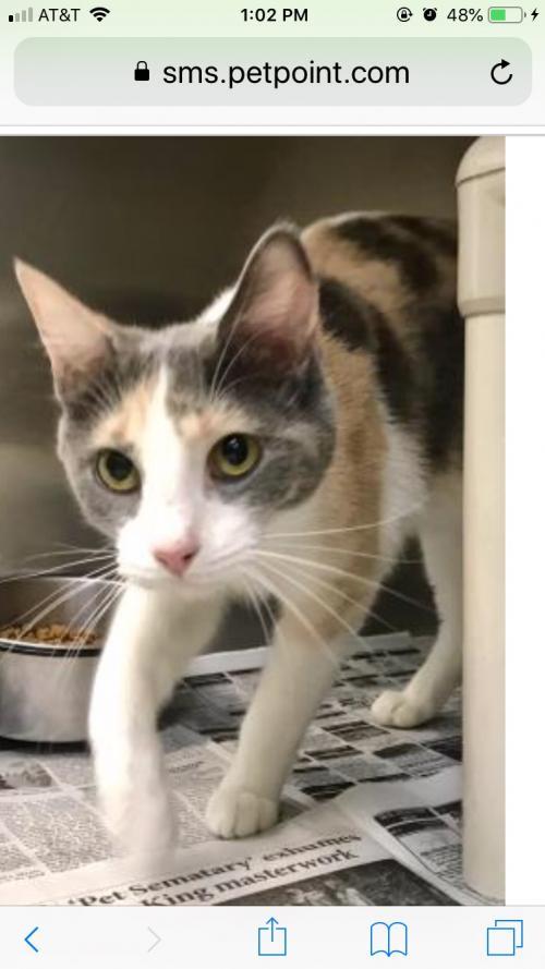 adoptable Cat in Louisville, KY named Juliet