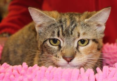 picture of the cat needing adoption