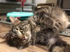 adoptable Cat in  named Jolene