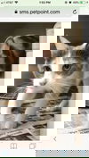 adoptable Cat in  named Juliet