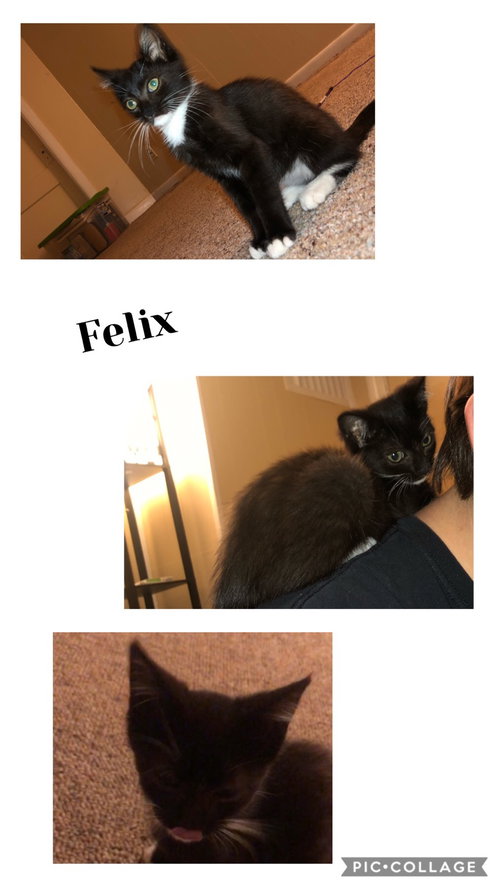 Felix, an adoptable Domestic Short Hair in Louisville, KY