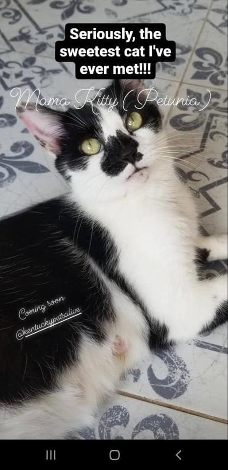 Petunia, an adoptable Domestic Short Hair in Louisville, KY