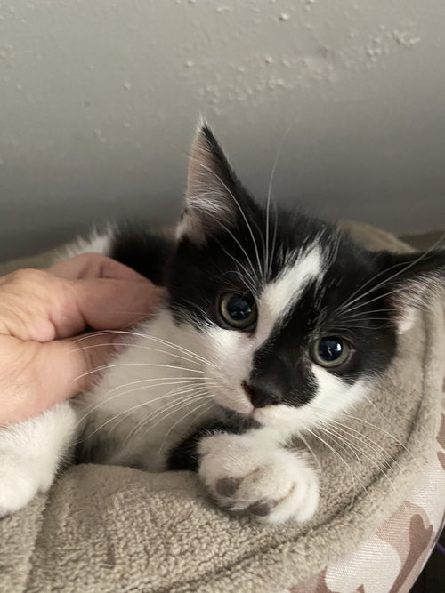 Reid, an adoptable Domestic Short Hair in Louisville, KY