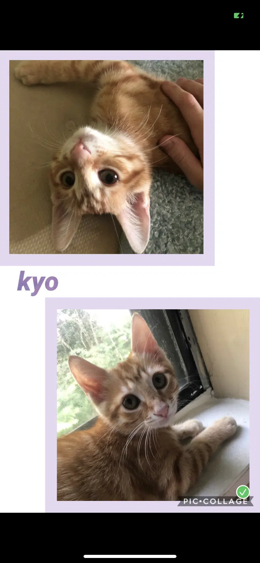 Kyo - Tabby