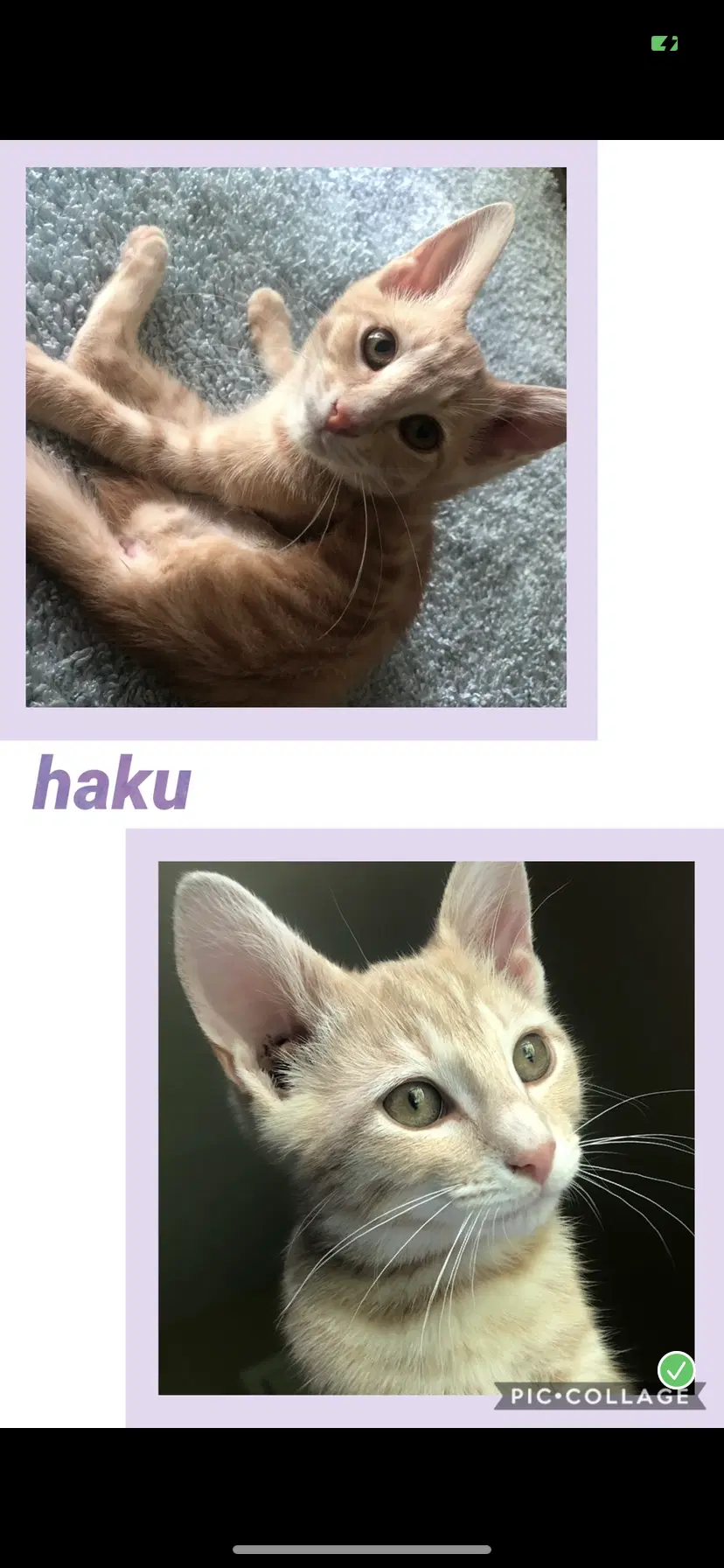 Haku image 1