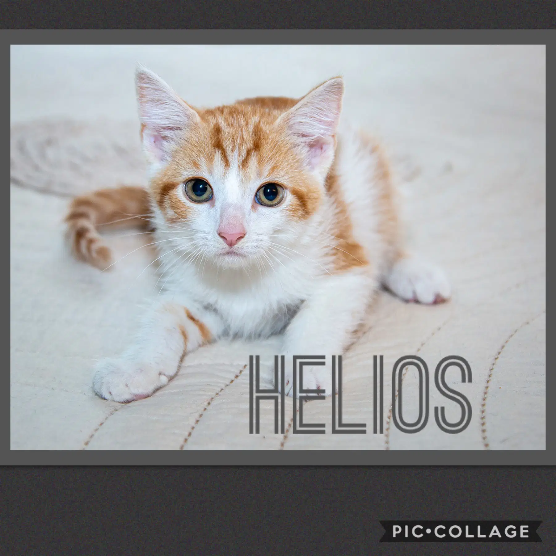 Helios - Tabby