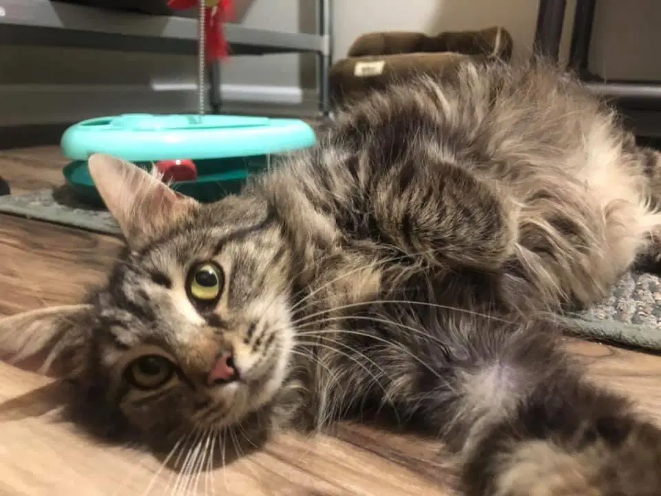 Jolene - Domestic Medium Hair