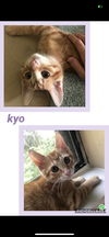 Kyo — Louisville, KY Adoption
