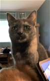 adoptable Cat in rochester, MI named Miranda Ohio Adopter