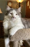 adoptable Cat in , MI named Shadow & Sammy - Ohio Adopter