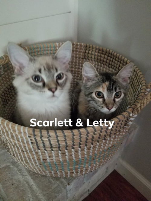 Scarlett & Letty