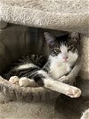 adoptable Cat in rochester, MI named Charlie in OHIO